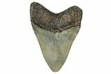 Fossil Megalodon Tooth - North Carolina #355738-1